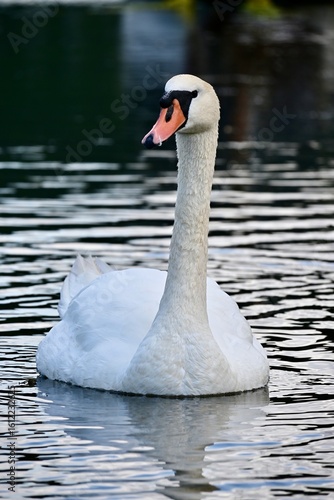mute swan cygnus olor