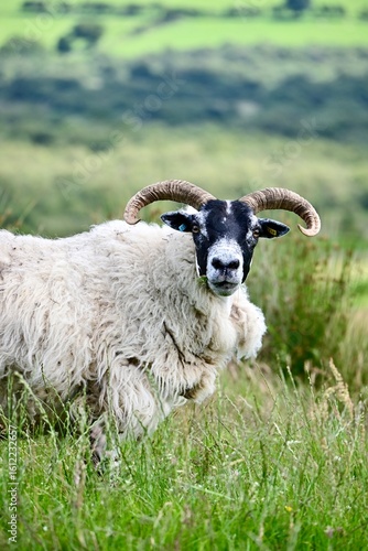 black and white sheep