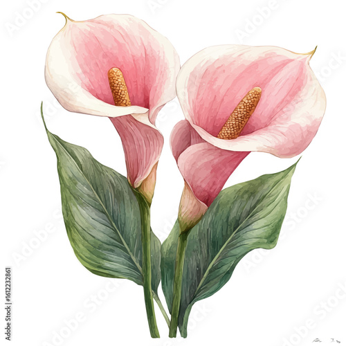 watercolor of Calla Lily Flower, vector, isolated on a white background.