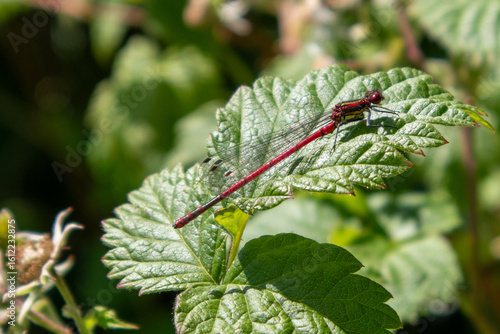 Rote Libelle auf Himbeerblatt