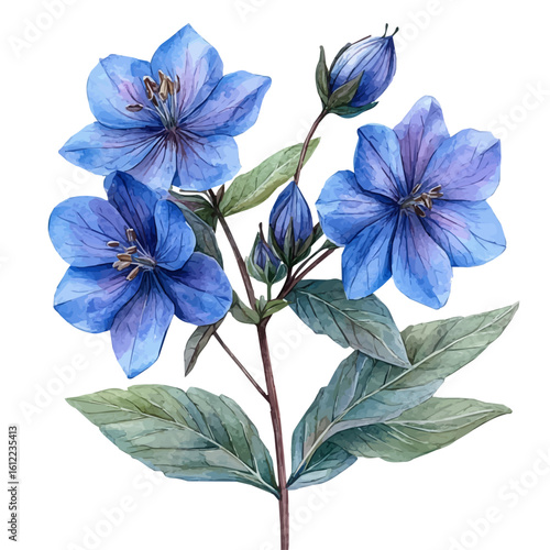 Borage Flower, watercolor drawing vector, isolated on a white background.