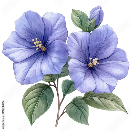 Browallia Flower, watercolor drawing vector, isolated on a white background.