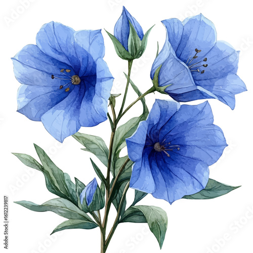 Bellflower Flower, watercolor painting vector, isolated on a white background.