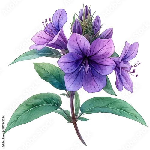 Bee Balm Flower, watercolor vector, isolated on a white background.