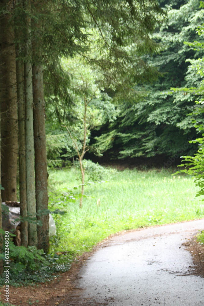 Obraz premium Schöner Waldweg durch grünen Laubwald bei Tageslicht