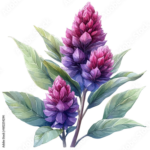 watercolor vector of Amaranth Flower, isolated on a white background.