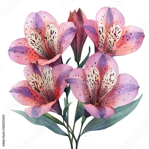 watercolor of Alstroemeria Flower, vector, isolated on a white background.