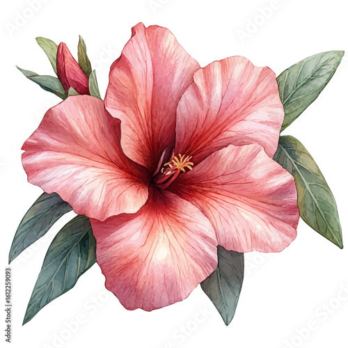 Adenium Flower, watercolor drawing vector, isolated on a white background.