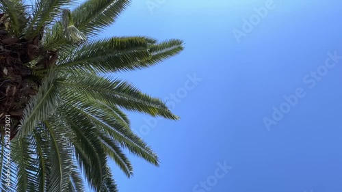 Wallpaper Mural 青空に映えるヤシの葉 Torontodigital.ca