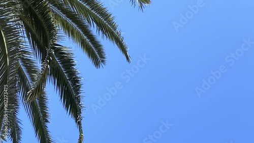 Wallpaper Mural 青空に映えるヤシの葉 Torontodigital.ca