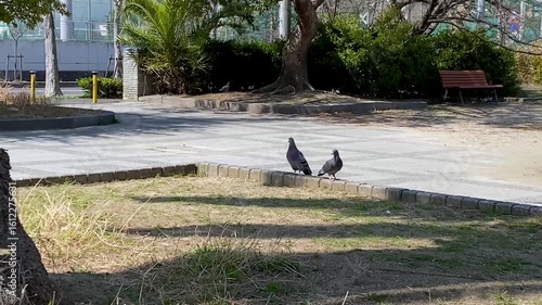 Wallpaper Mural 公園で佇む鳩たちと、背景を行き交う人と車 Torontodigital.ca