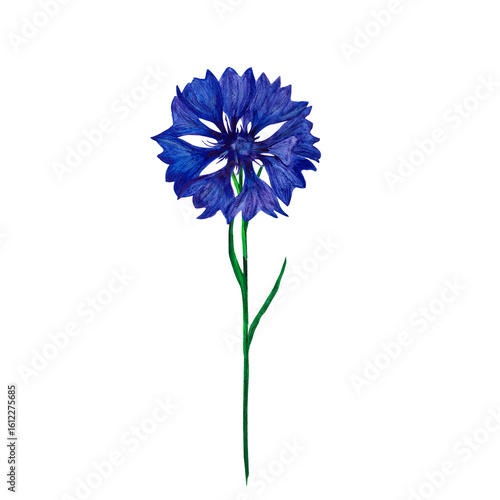 Cornflower watercolor painting