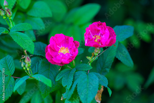 Wallpaper Mural Bright pink wild roses in full bloom with rich green foliage. A close-up shot capturing natural beauty and color contrast in a summer garden. Perfect floral background Torontodigital.ca