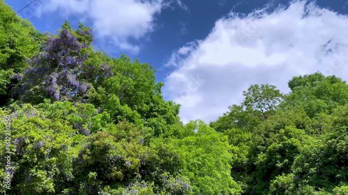 Wallpaper Mural 青空と藤の咲く新緑の山 Torontodigital.ca