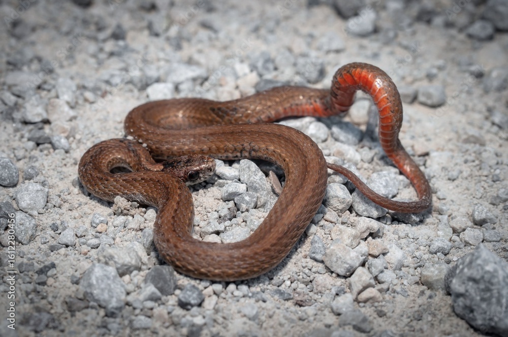 Obraz premium Northern Redbelly Snake macro portrait