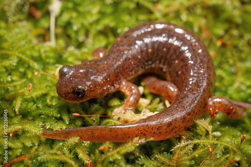 Photos Cascade Torrent salamander macro portrait