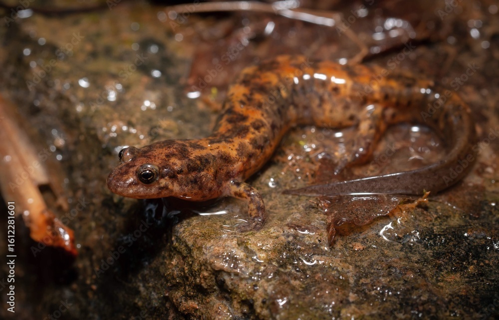 Obraz premium Northern Dusky salamander with colorful orange pattern 