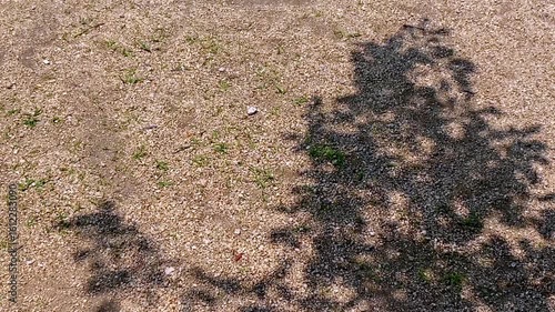 Wallpaper Mural 木陰の葉が揺れる砂地の風景 Torontodigital.ca