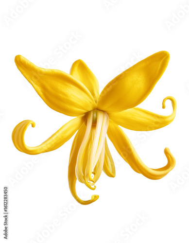 Vibrant yellow Ylang Ylang flower showcases delicate petals and intricate stamens in stunning detail