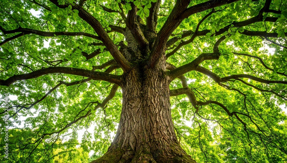 Lush green tree canopy (1) Lush green tree canopy (1)