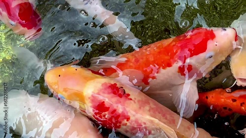 Wallpaper Mural 水面に集まる色鮮やかな錦鯉 Torontodigital.ca