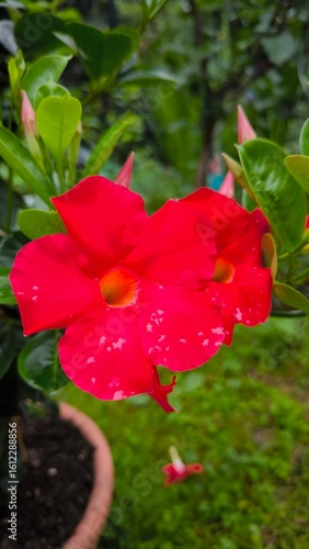 red flower