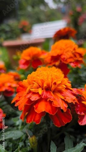 orange flower