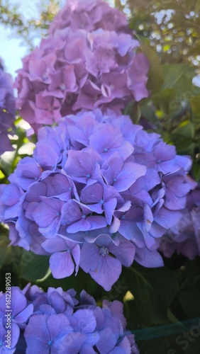 Blue Hydrangea