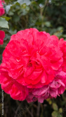 red rose
