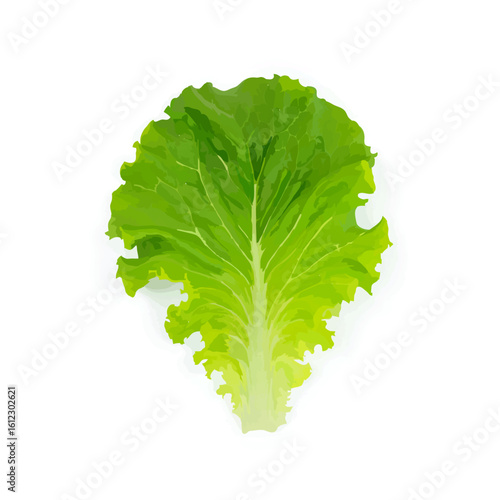Fresh Lettuce Leaf Isolated on White Background

