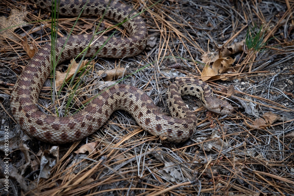 Naklejka premium Pacific Gopher snake macro portrait 