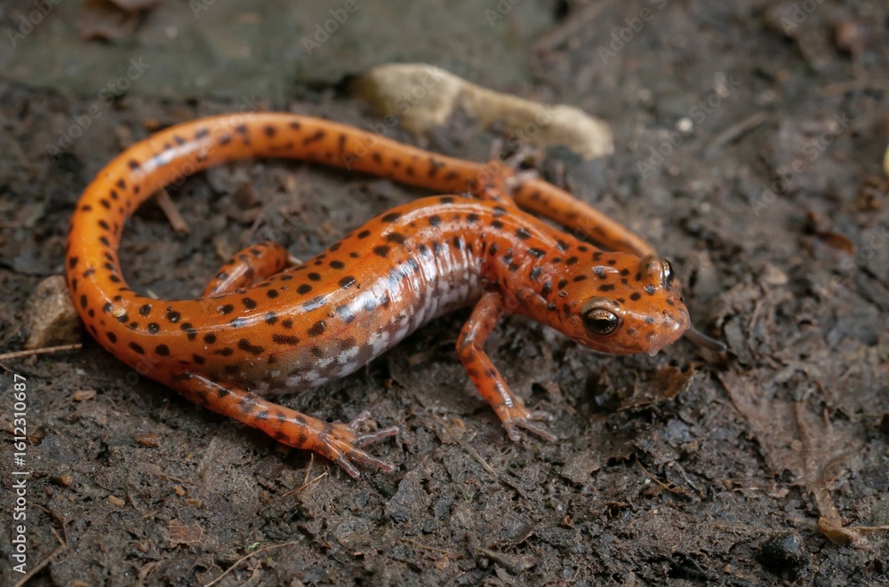 Fototapeta premium Cave salamander macro portrait 