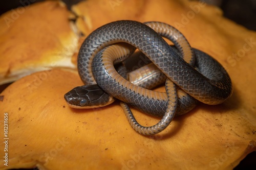 Northern Ringneck snake in-shed macro portrait 