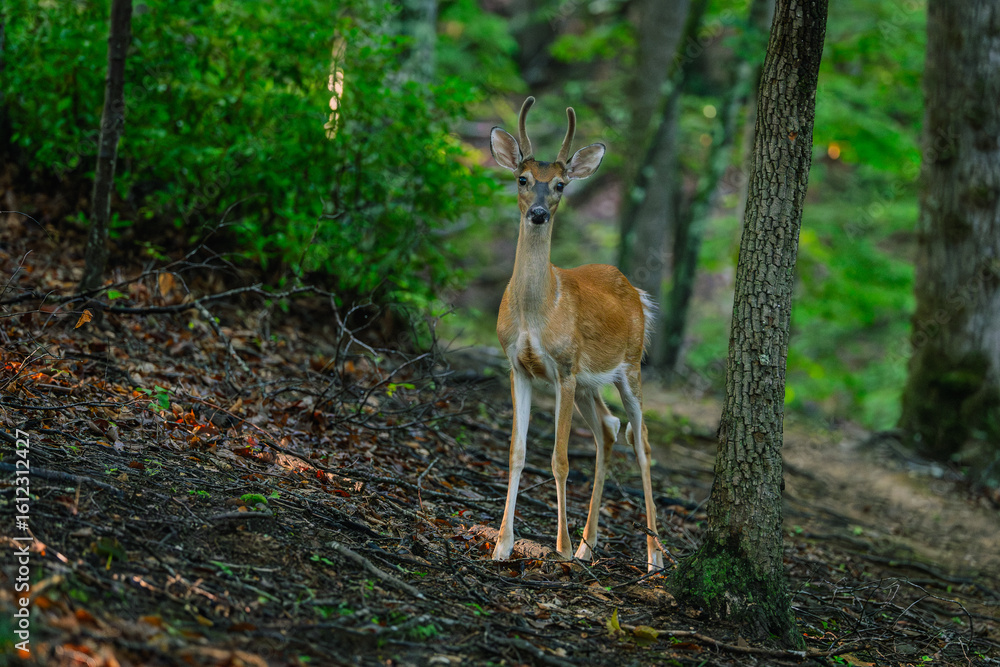 Obraz premium Deer In Forest