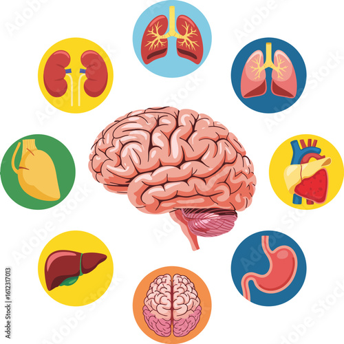 Human brain and body organs connected in a circle diagram