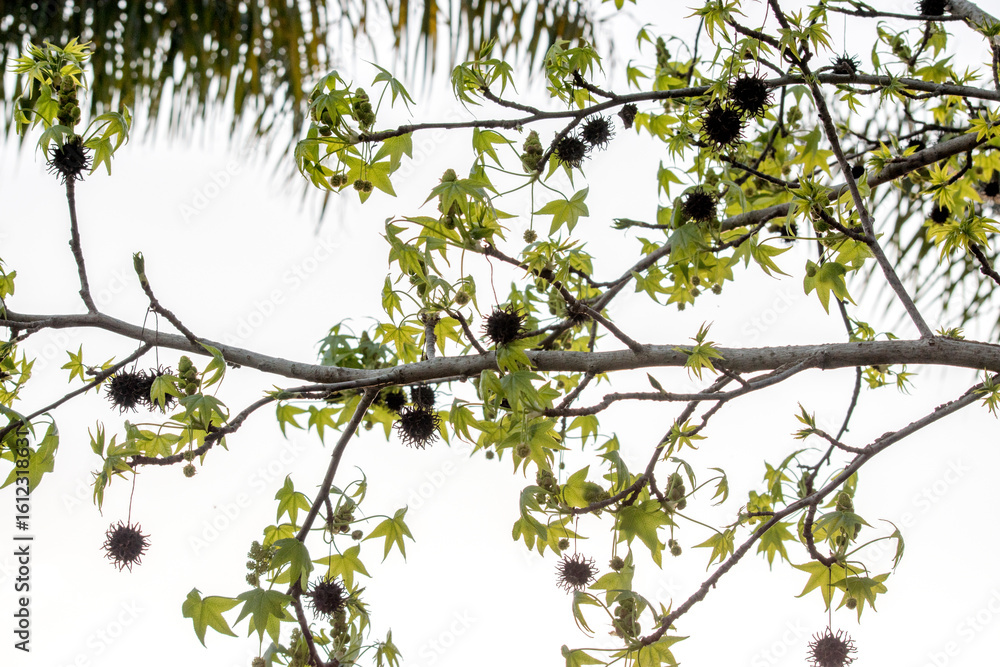 Fototapeta premium Autumn leaves of a Platanus hispana on the branches
