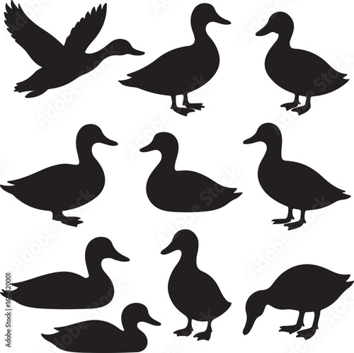 vector set duck silhouettes   on white background