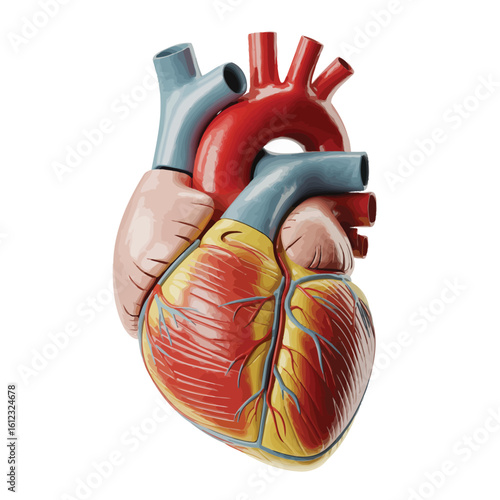 Anatomical model of a human heart with detailed structures