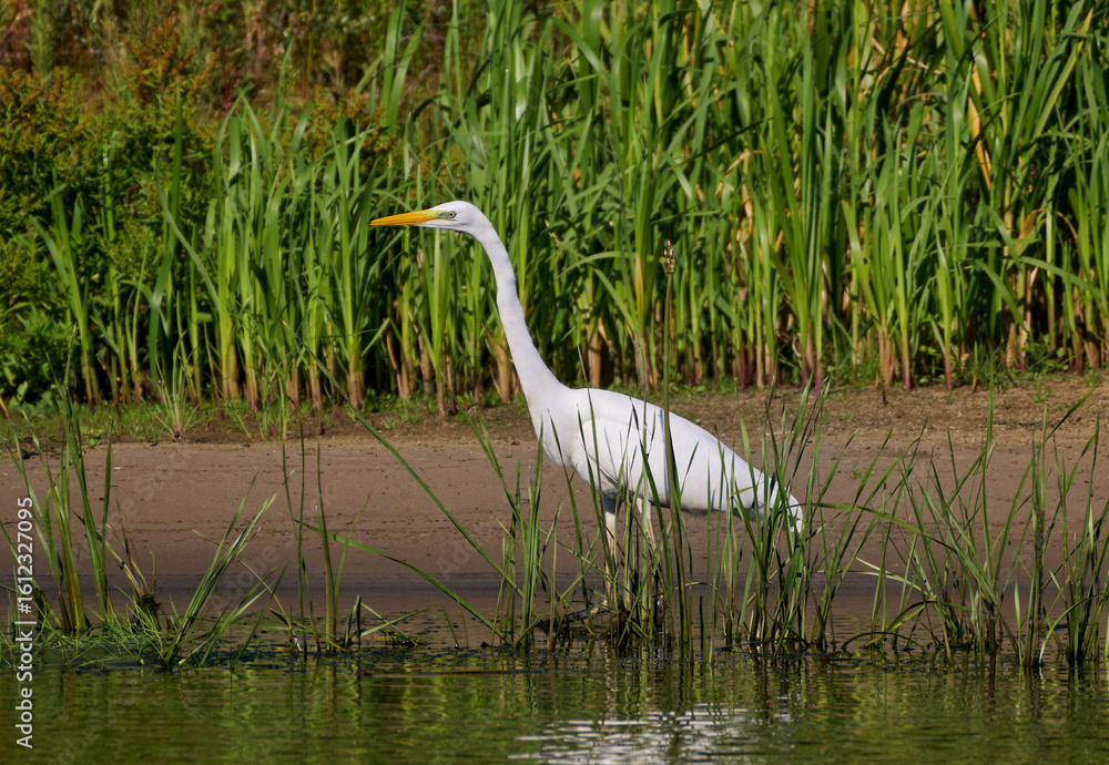 Naklejka premium A white heron is hunting