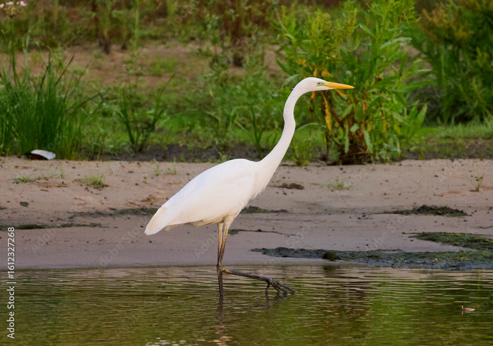 Fototapeta premium great white heron
