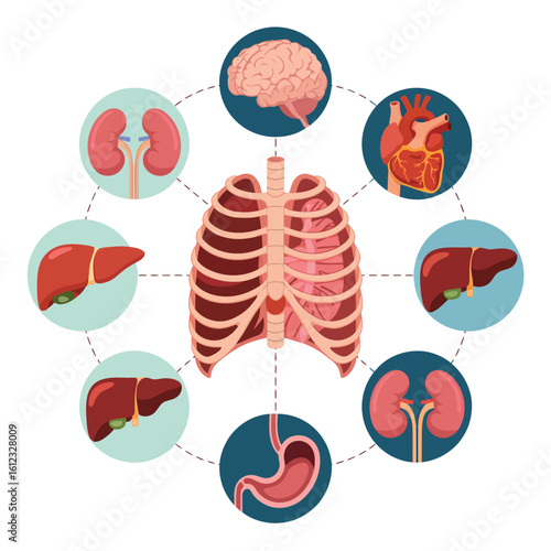 Human anatomy organs circled around rib cage illustration