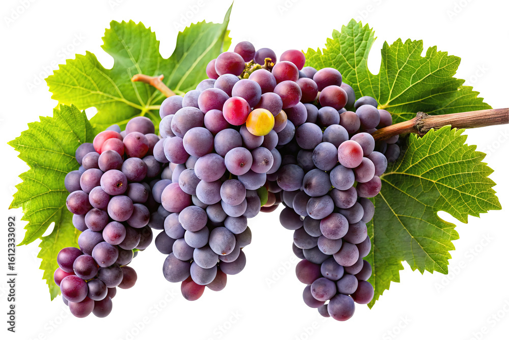Fototapeta premium Fresh ripe purple grapes with green leaves on a vine isolated on transparent background