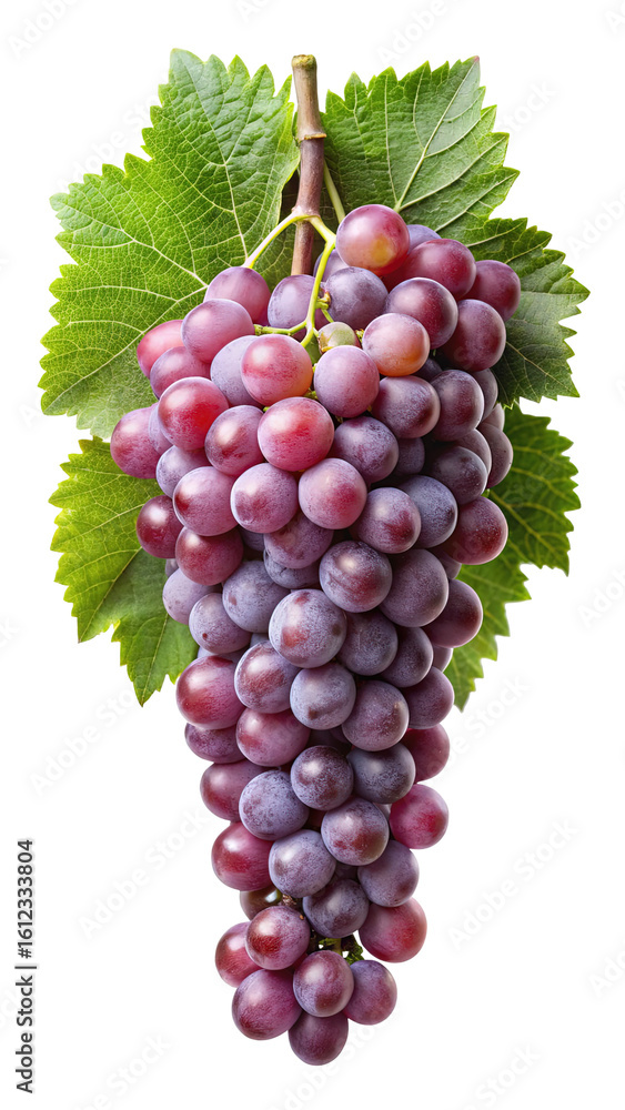Fototapeta premium A ripe bunch of red grapes with green leaves hanging from a stem isolated on transparent background