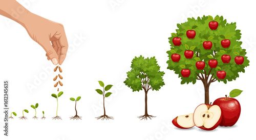 Witness the incredible journey from tiny seed to abundant apple tree, a visual metaphor for growth, development, and successful cultivation of ideas and businesses