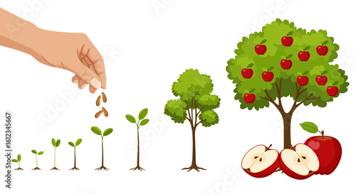 Witness the incredible journey from tiny seed to bountiful apple tree, illustrating growth, development, and fruitful results in a vibrant, educational sequence.