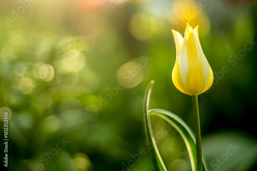 Yellow tulip on the background of a blurred green background