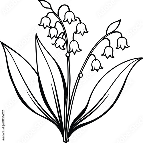 Black and white line drawing of lily of the valley flowers and leaves
