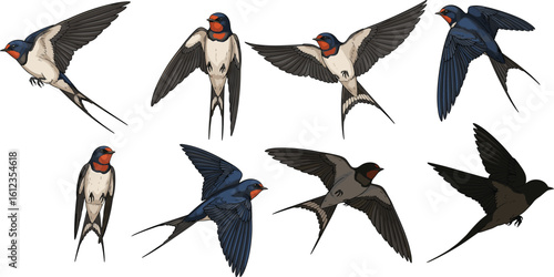 Swallow Birds Vector Set – Silhouette and Color Flight Poses, Perched and Flying Swallows with Forked Tails and Red Throats