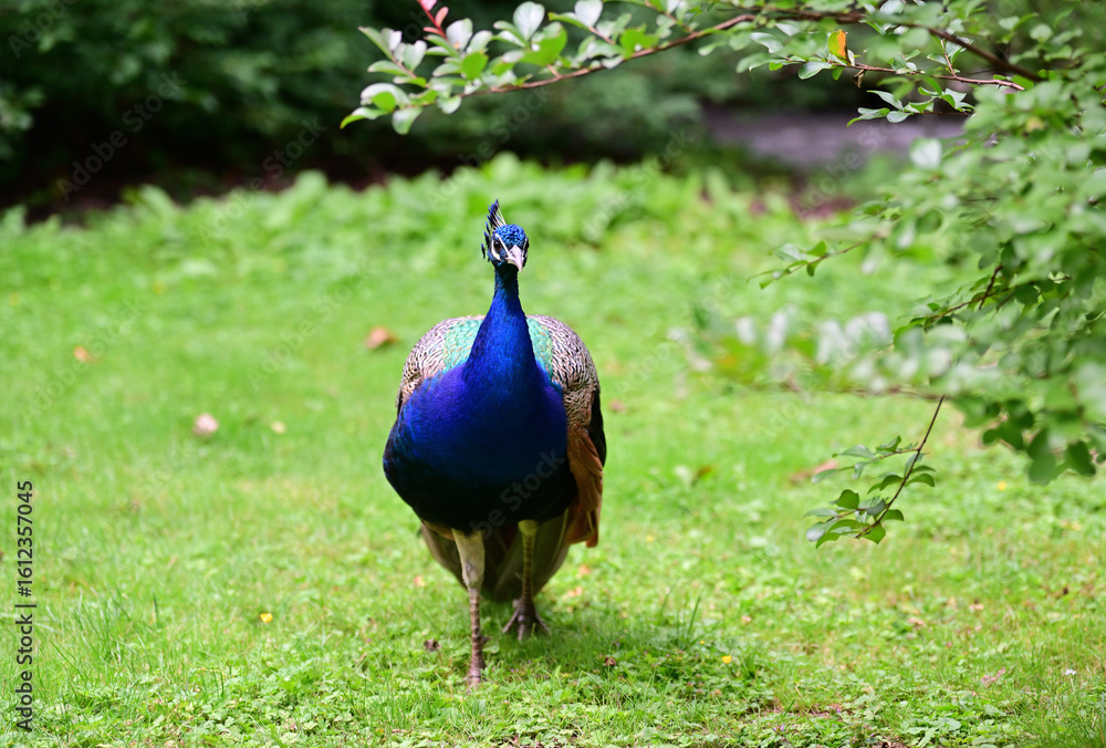 Obraz premium Pfauen in Forstbotanischer Garten und Friedenswald Köln, Deutschland
