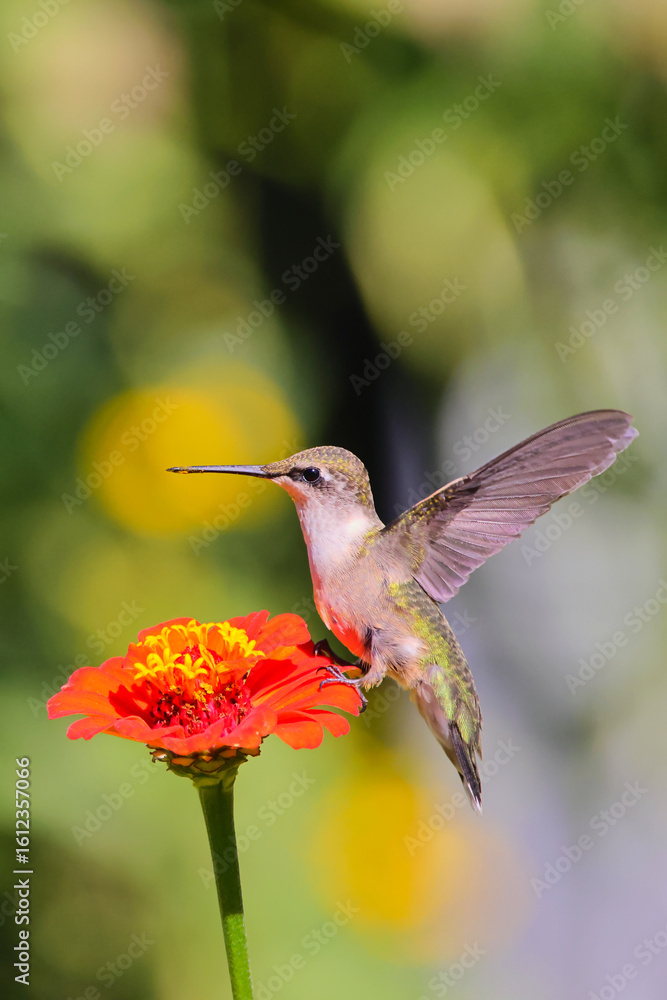 Fototapeta premium Ruby throated hummingbird perched on colorful Zinnia. 